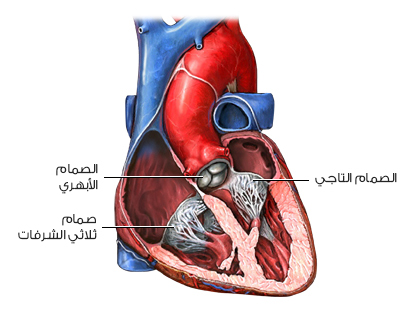 صورة للصمامات القلبية