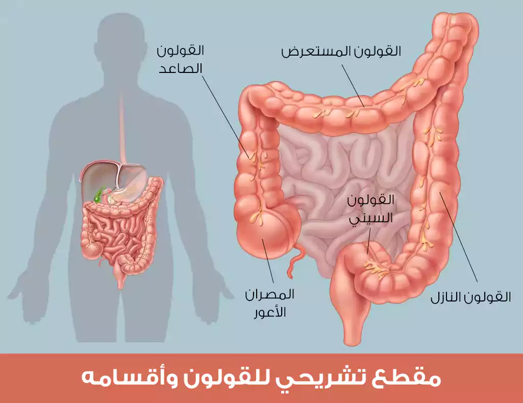 مقطع تشريحي للقولون وأقسامه