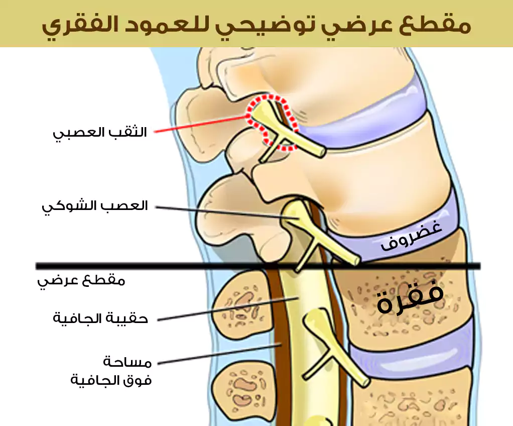 مقطع عرضي توضيحي للعمود الفقري