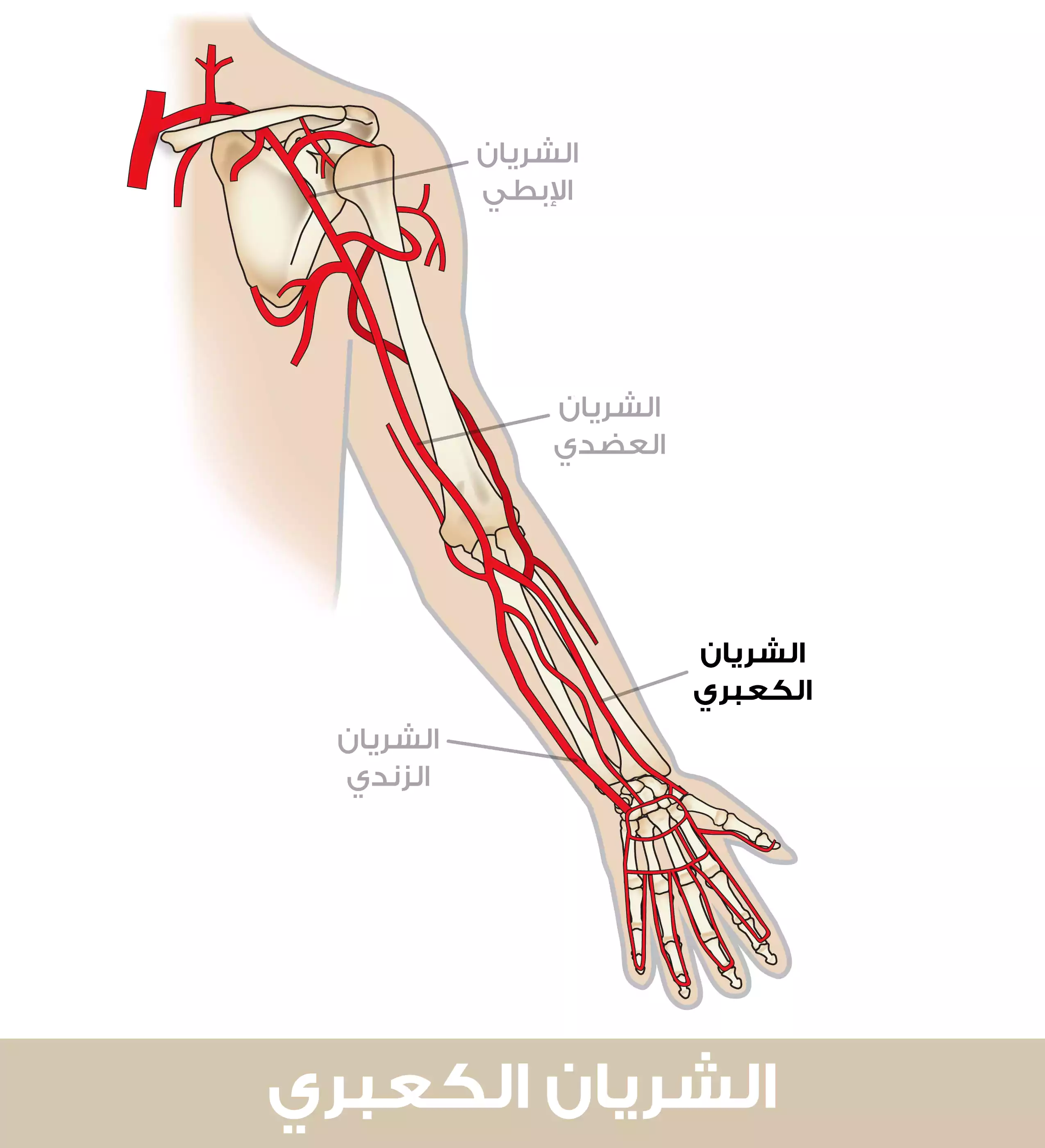 الشريان الكعبري