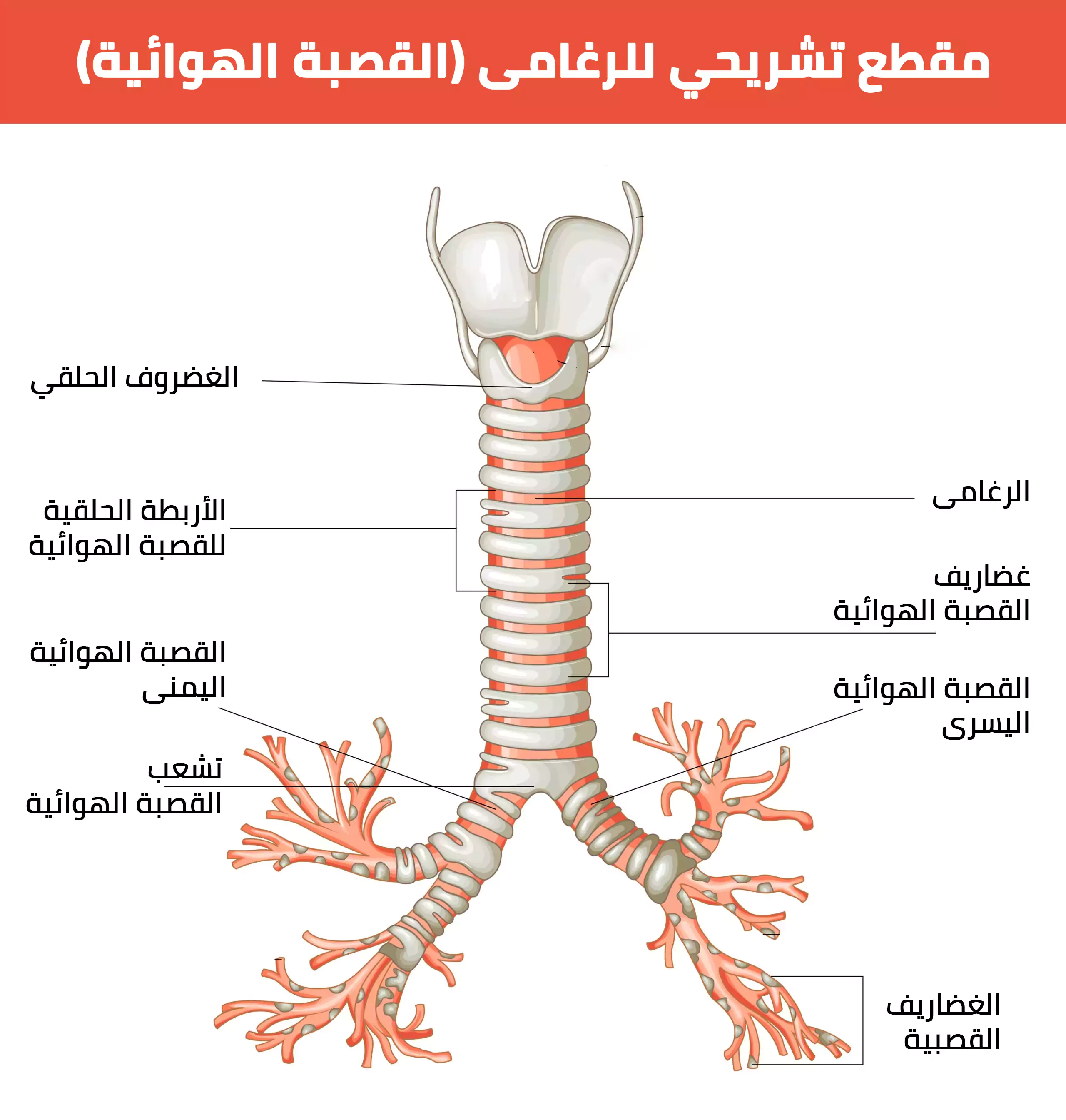 مقطع تشريحي للرغامى (القصبة الهوائية)