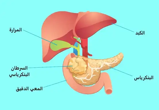 صورة توضح مكان البنكرياس من الجهاز الهضمي والجسم