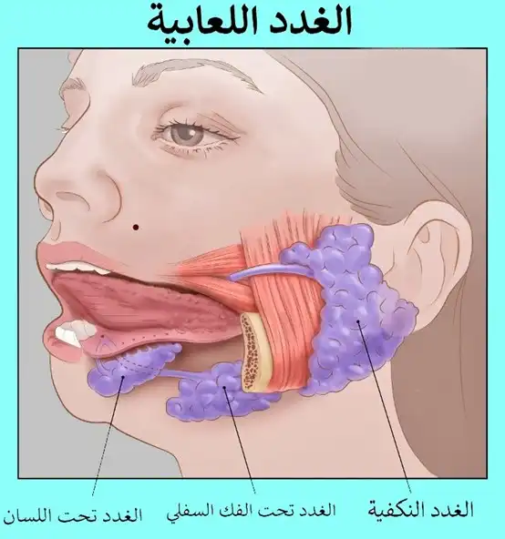 تضم الغدد اللعابية الرئيسية (الكبيرة) ثلاثة أزواج من الغدد هي: الغدتان النكفيتان - الغدتان تحت الفك - الغدتان تحت اللسان