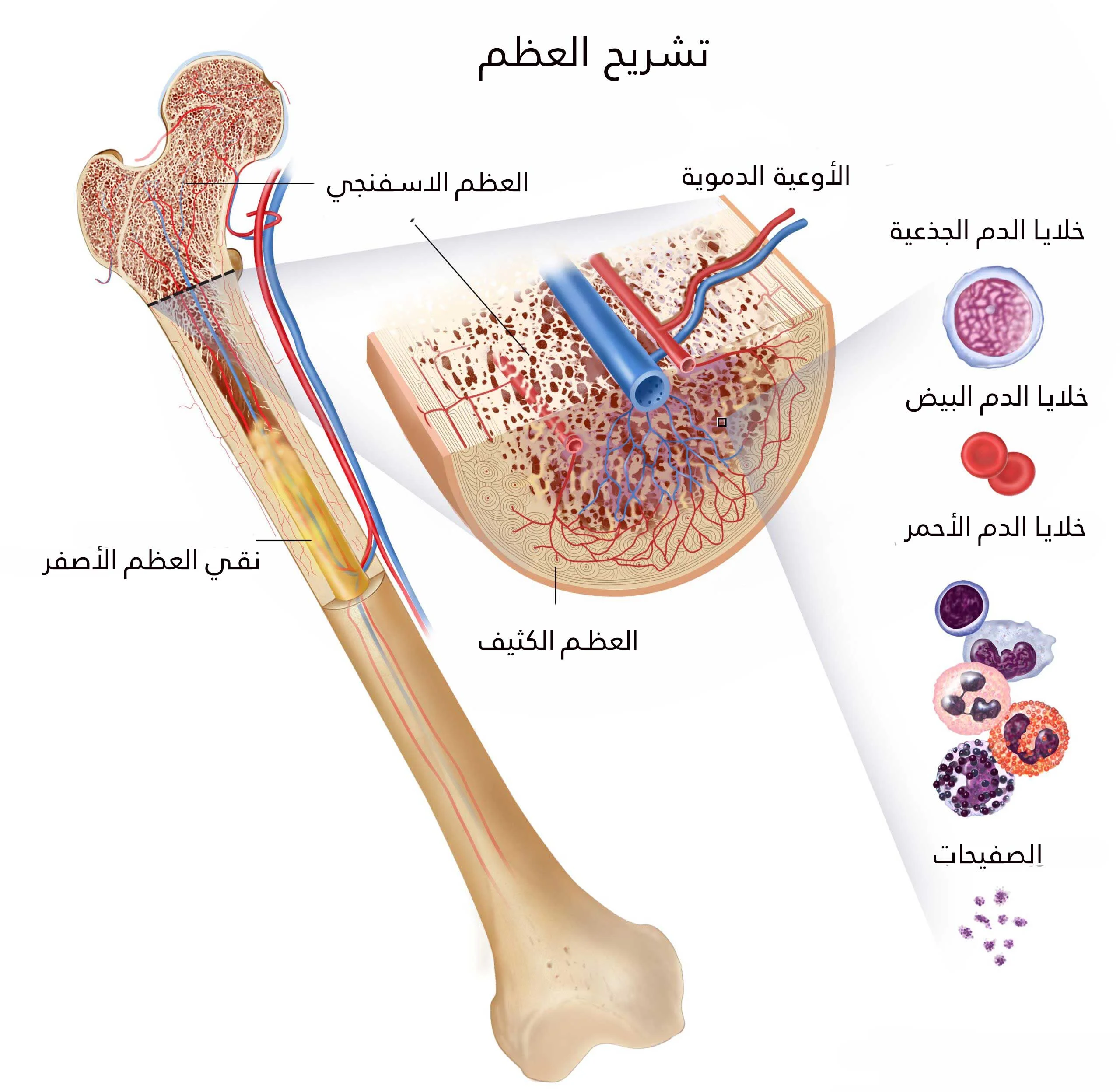 يتم تصنيع جميع مكونات الدم في نخاع العظم