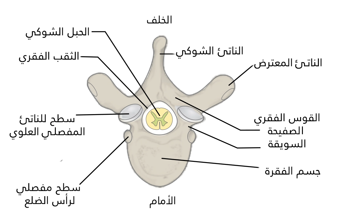 تتكون الفقرة من جسم الفقرة في الأمام والقوس الفقرية في الخلف يتصل بها ناتئان معترضان وناتئ شوكي، تحيط البنى السابقة جميعها بالثقب الفقري الذي يسكنه الحبل الشوكي