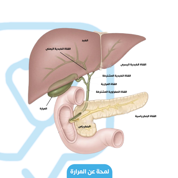 تلقي المرارة مفرزاتها في القناة المرارية لتنتقل بعد ذلك إلى القناة الصفراوية المشتركة التي تصب في الاثني عشر