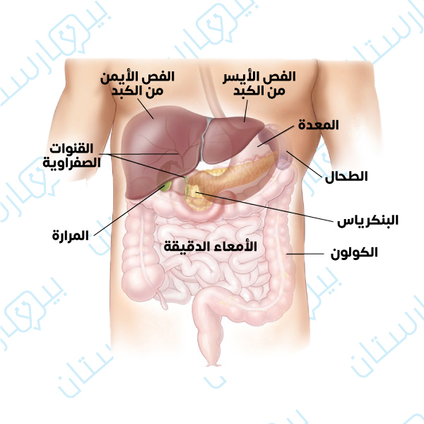 صورة لأعضاء البطن وموضع الكبد منها