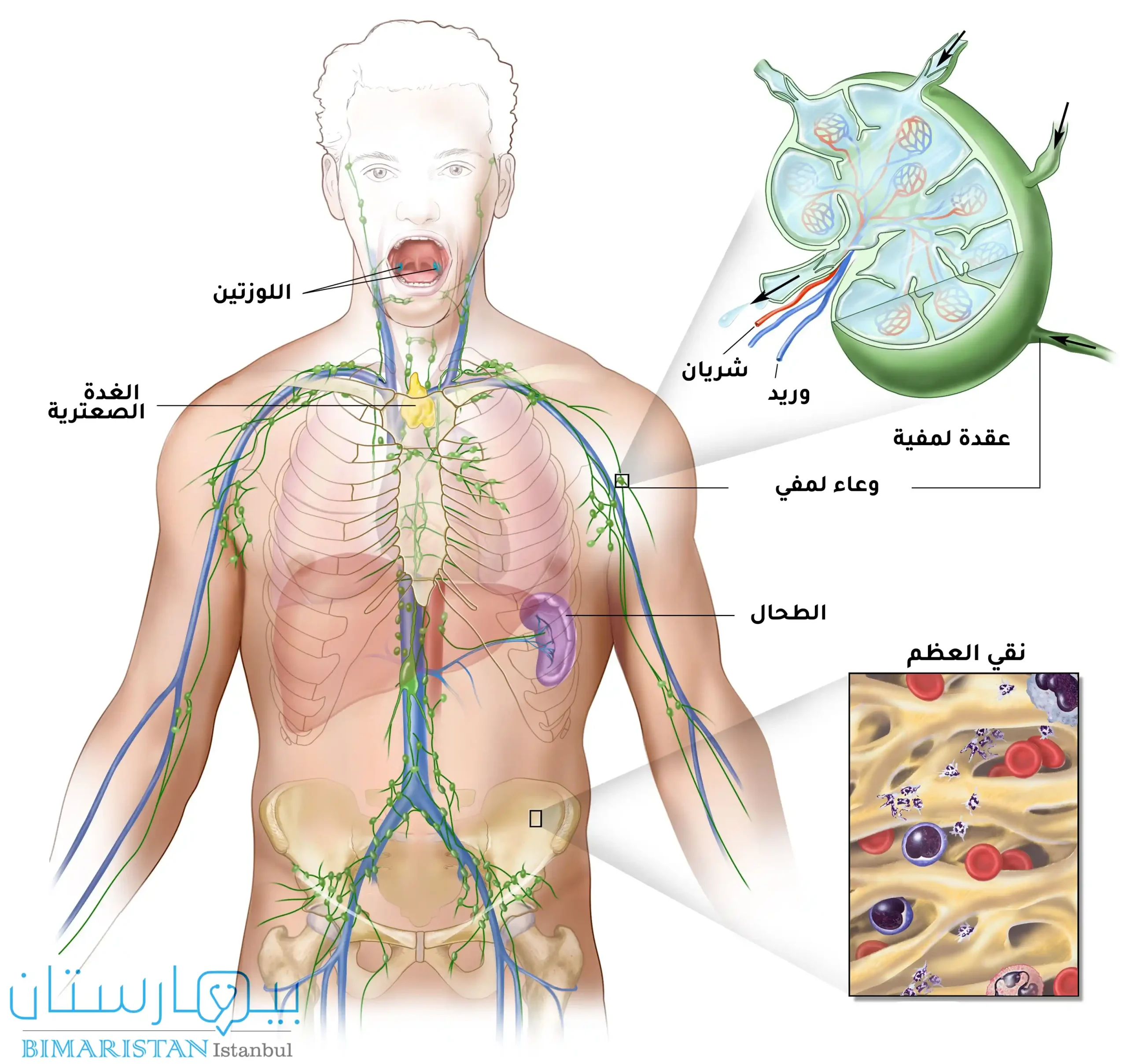 صورة توضح الجهاز اللمفي والعقدة اللمفية ونقي العظم