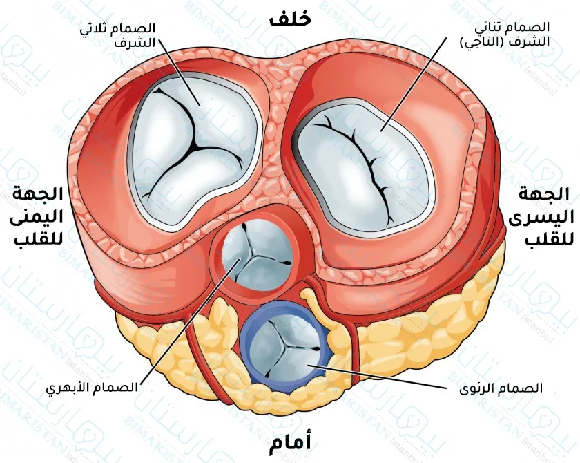 يحتوي القلب على أربعة صمامات هي: الصمام التاجي والصمام ثلاثي الشرف والصمام الرئوي والصمام الأبهري