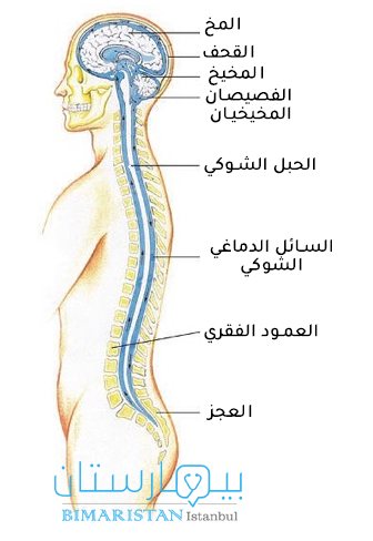 صورة جانبية للجهاز العصبي المركزي وبناه المحاطة بالسائل الدماغي الشوكي