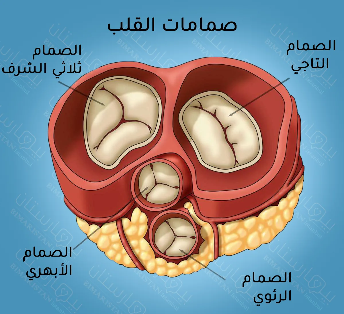 يحتوي القلب على أربعة صمامات هي: الصمام التاجي والصمام ثلاثي الشرف والصمام الرئوي والصمام الأبهري