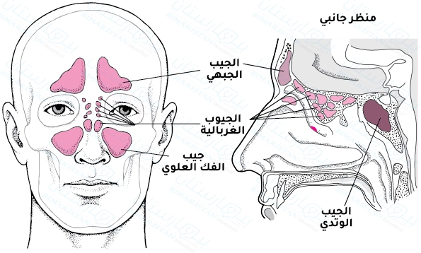 موقع الجيوب الأنفية في الجمجمة