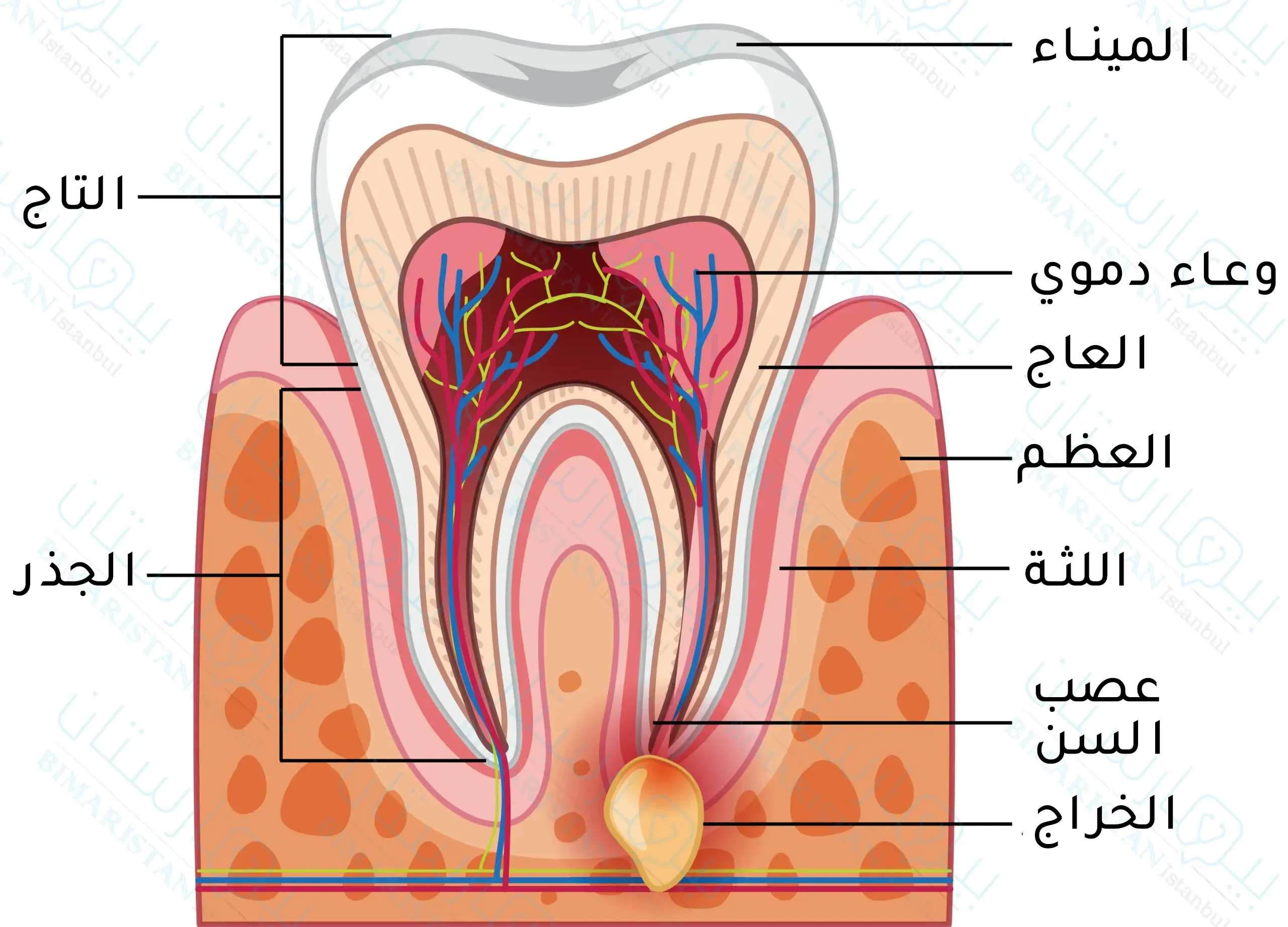 تشريح السن