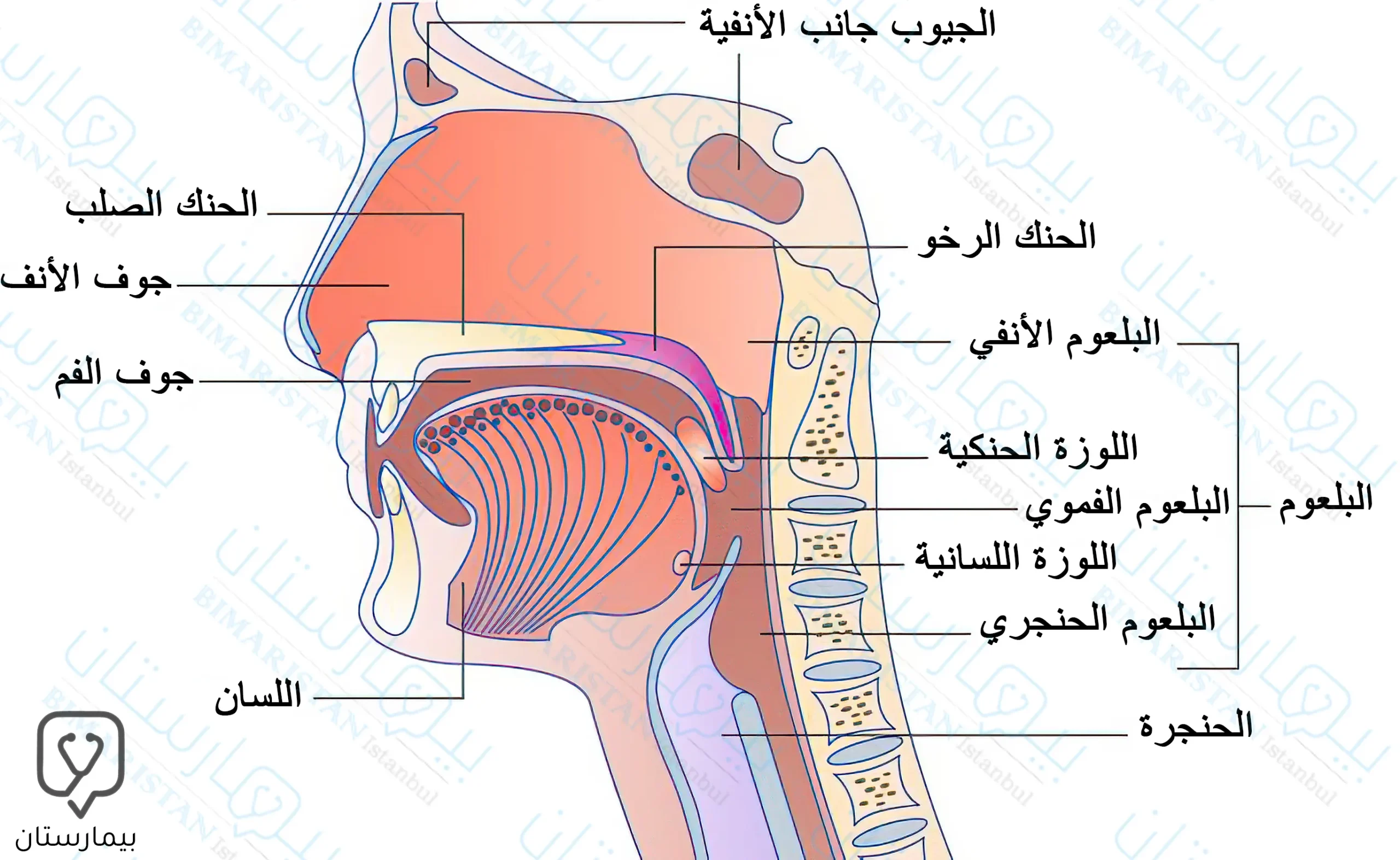 يقع البلعوم الأنفي فوق الحنك الرخو مباشرة وخلف التجويف الأنفي