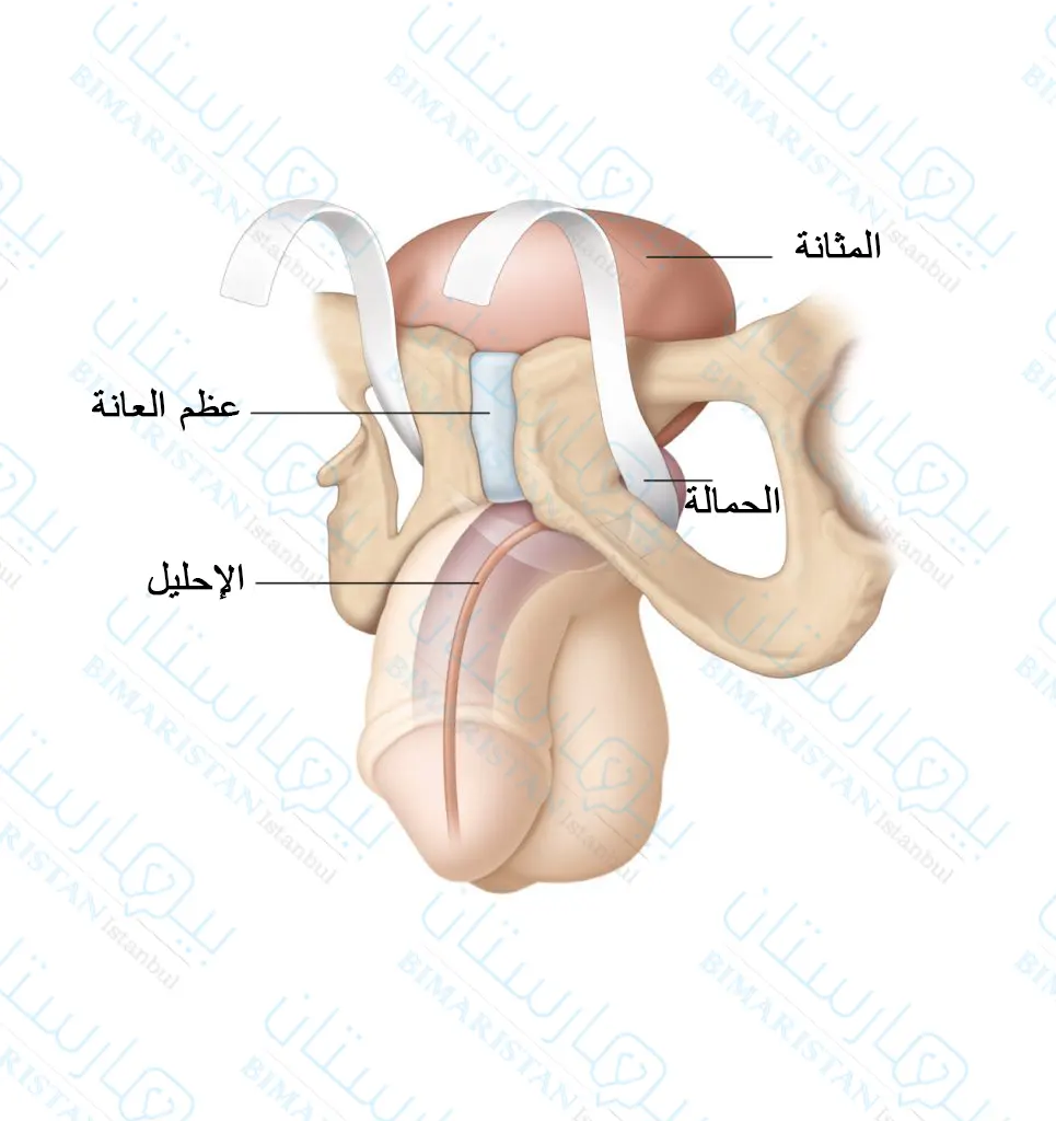 تساعد الحمالة الذكرية على إغلاق الإحليل وبالتالي استمساك البول