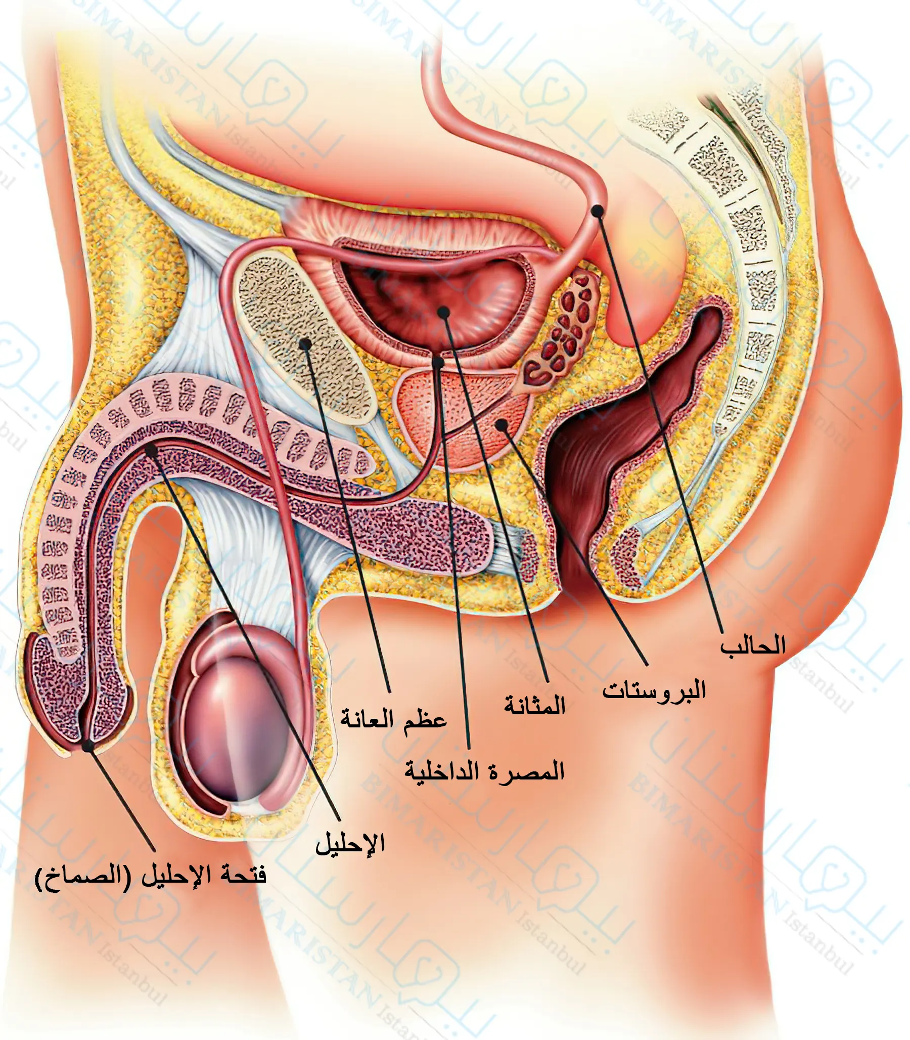 The Male Urinary System Consists Of The Kidneys, Ureters, Bladder, And Urethra