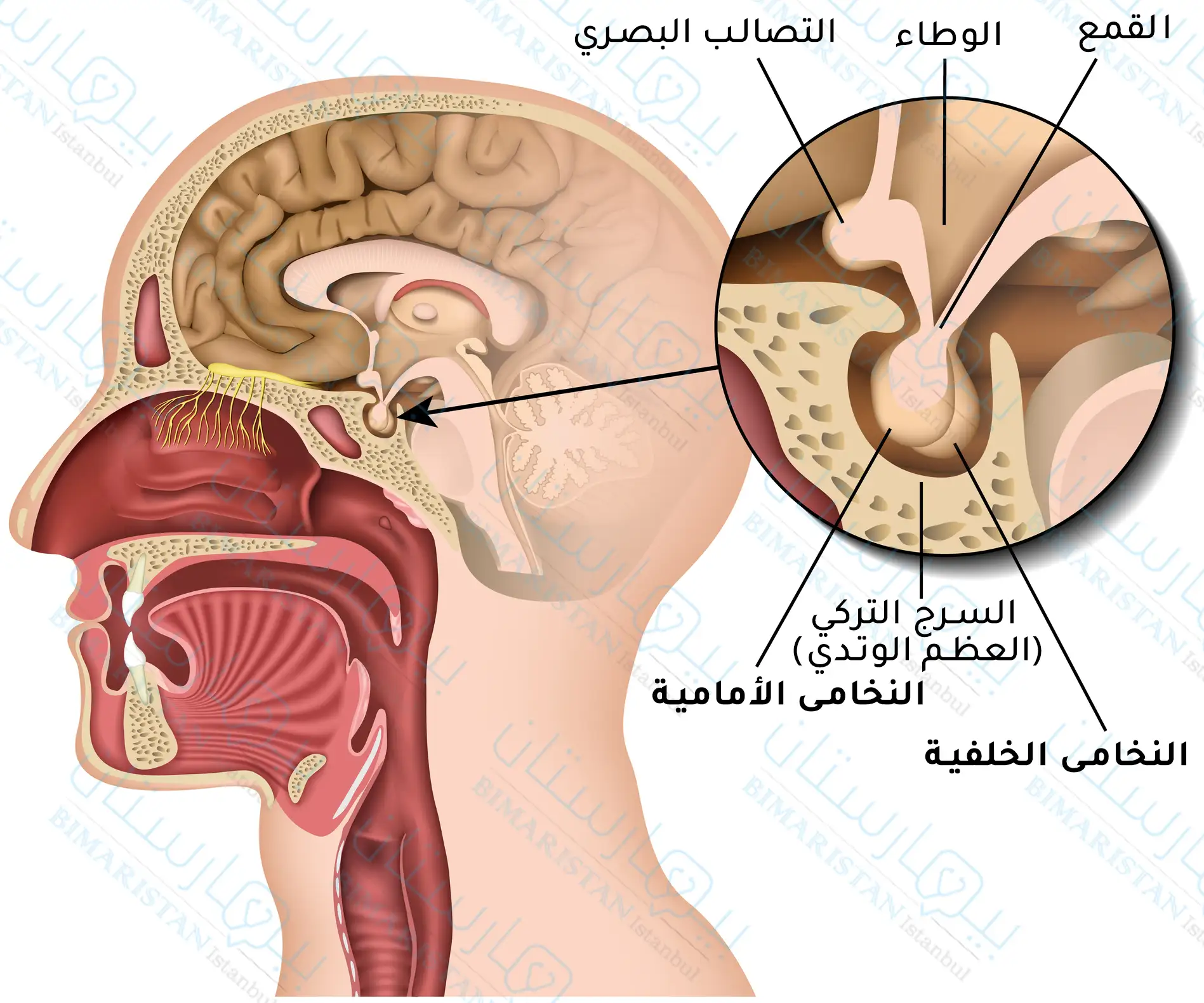 الموقع التشريحي للغدة النخامية