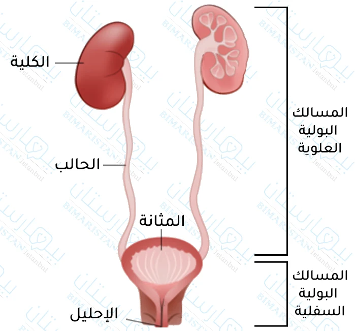 أقسام الجهاز البولي العلوي والسفلي