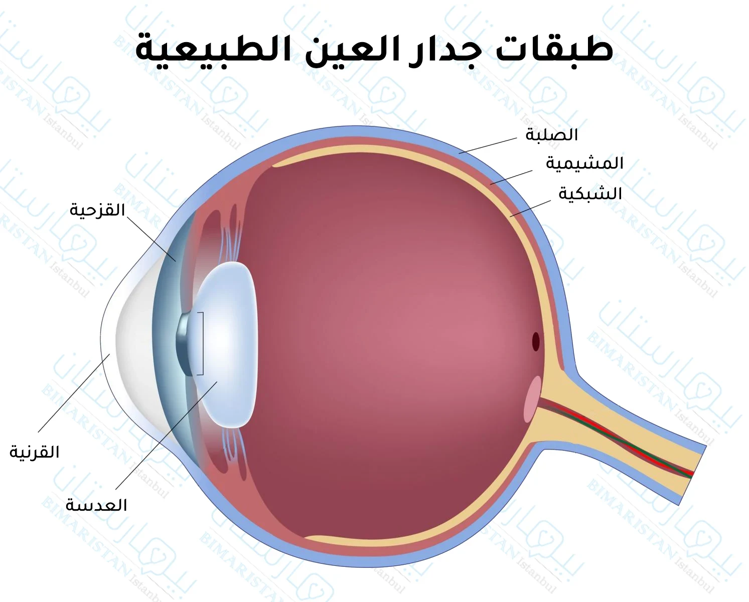 صورة توضح طبقات جدار العين الطبيعية