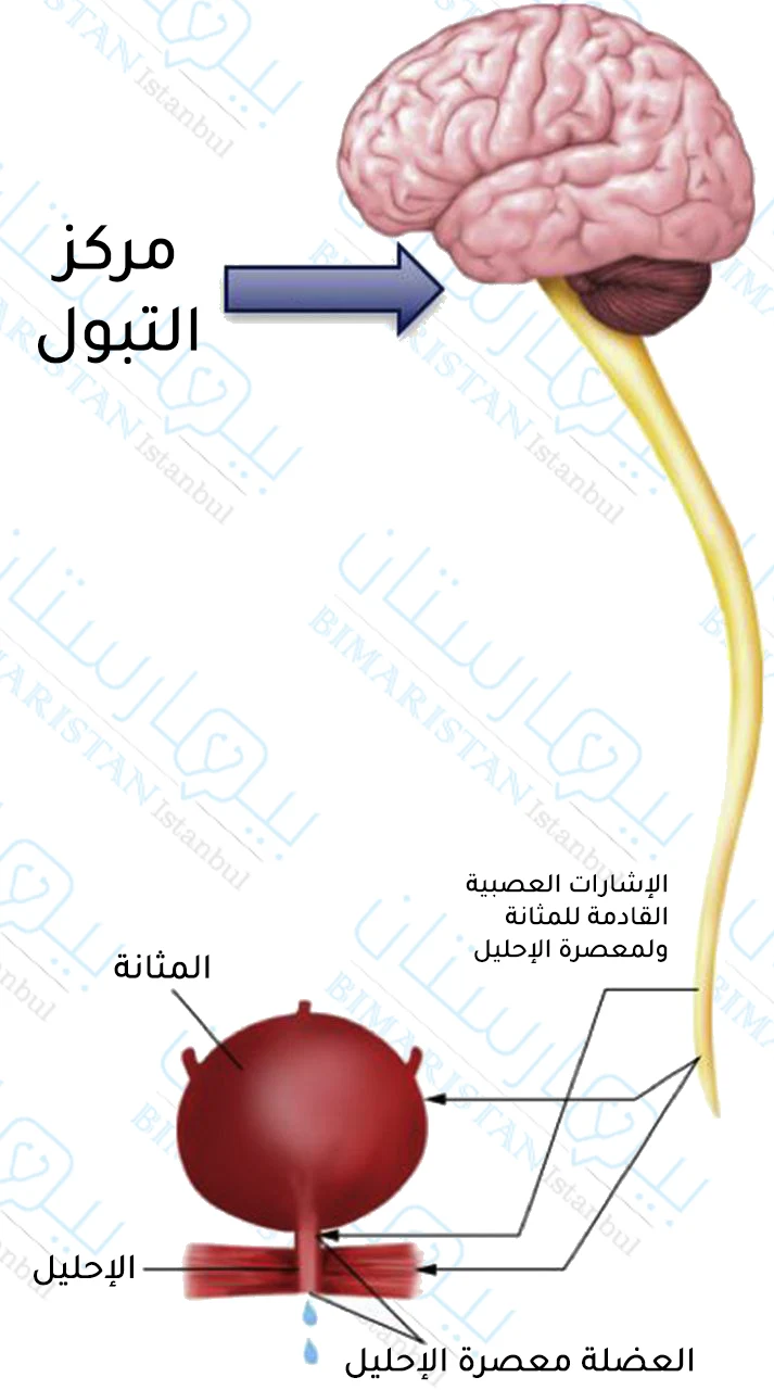 صورة توضح وصول الإشارات العصبية للمثانة لحدوث عملية التبول