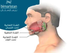 موقع الغدد اللعابية الرئيسية