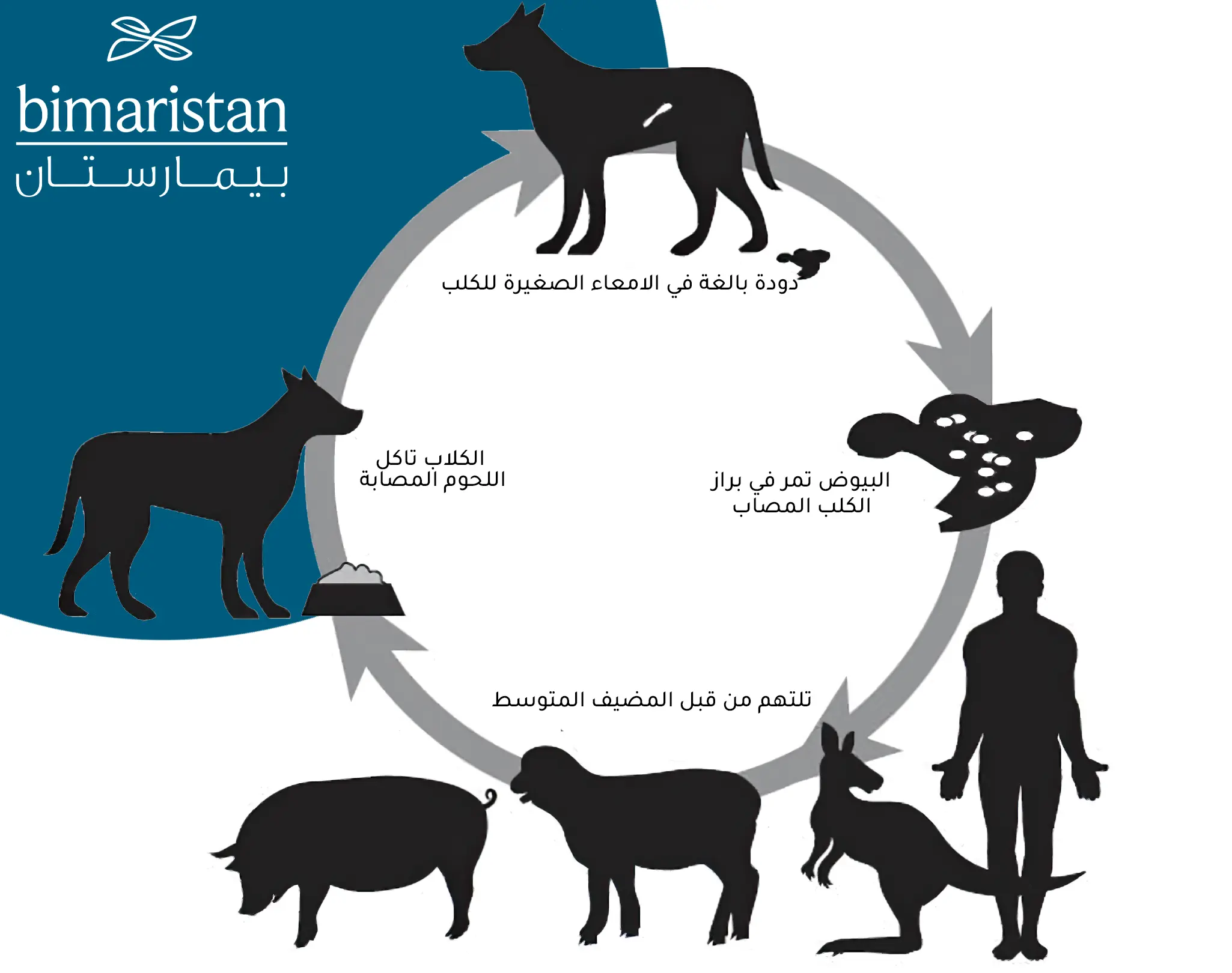 صورة ترسيمية توضح دورة حياة دودة المشوكة الحبيبية