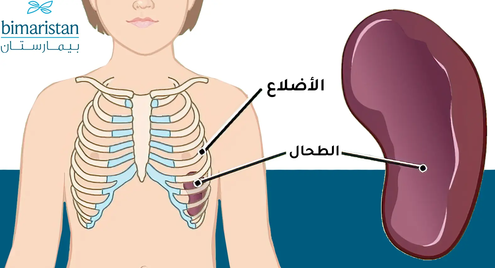 صورة ترسيمية توضح مكان الطحال في جسم الإنسان وعلاقته بالأضلاع