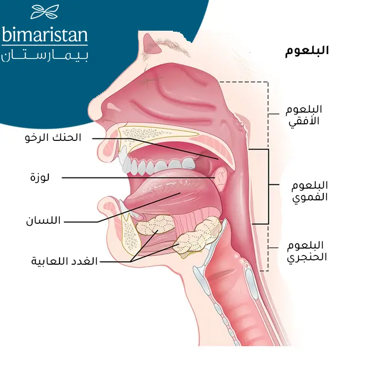 صورة توضح أين يوجد البلعوم