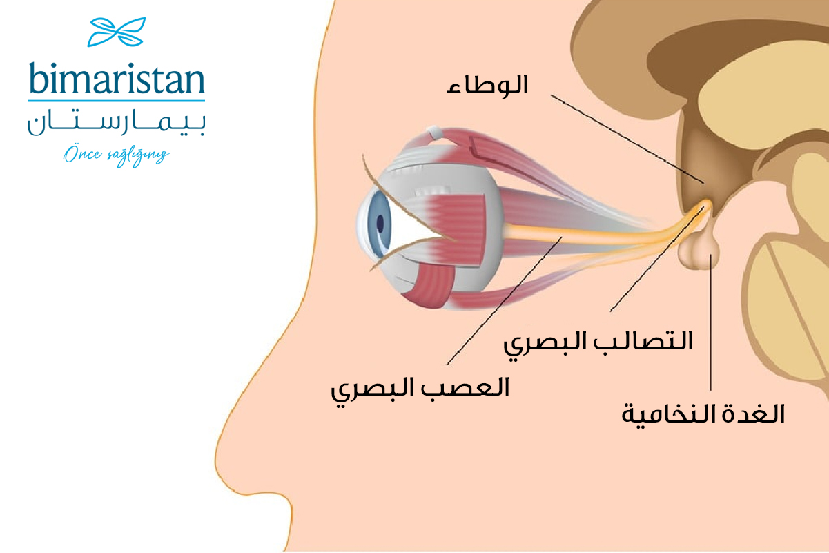 صورة توضح مةقع الغدة النخامية بالنسبة للتصالب البصري