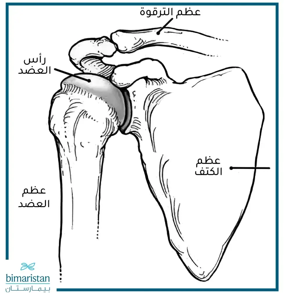 عظام الكتف بالصور