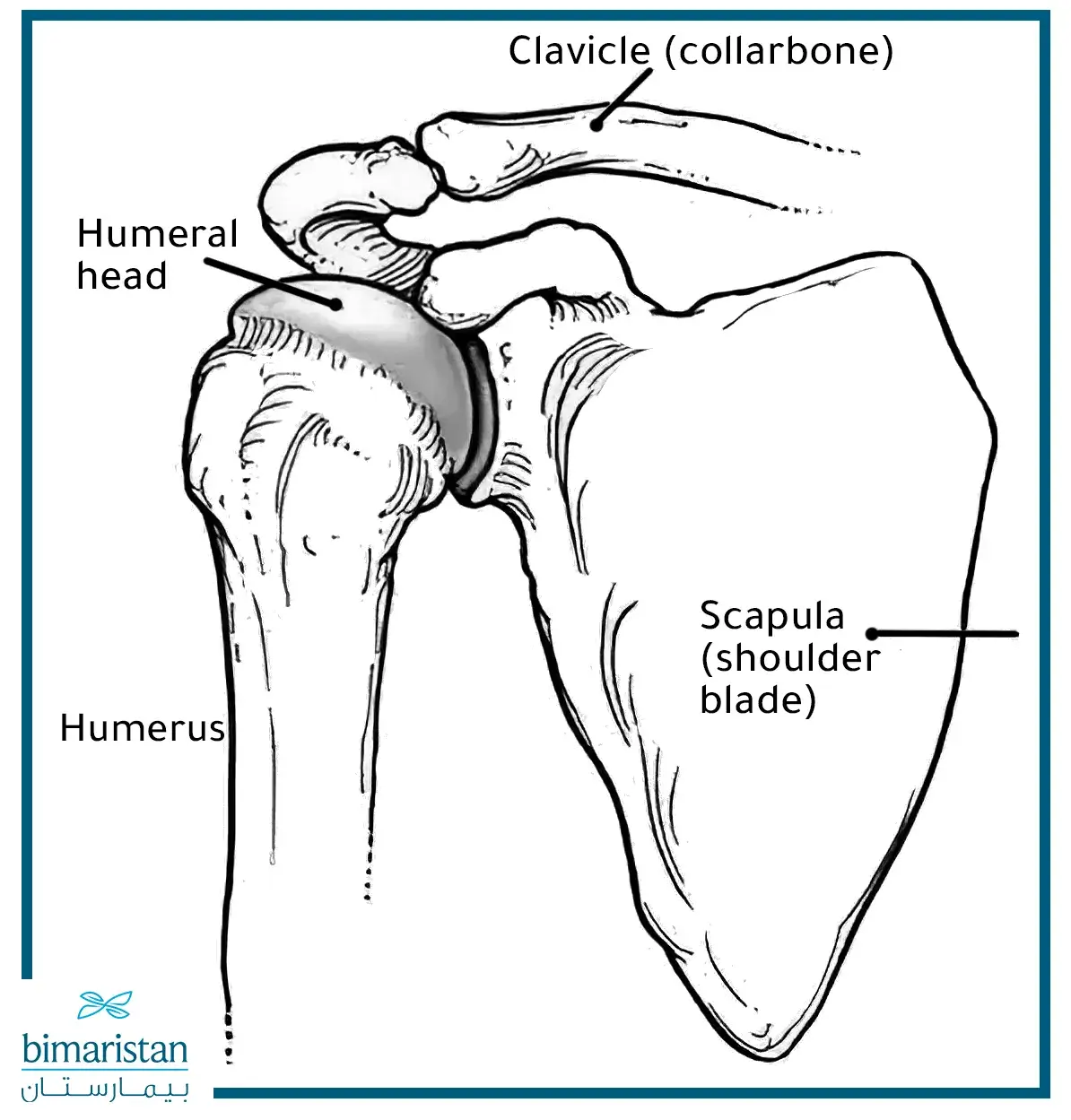 Shoulder bones in pictures
