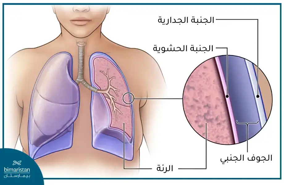 شكل غشاء الجنب الذي يحيط بالرئة