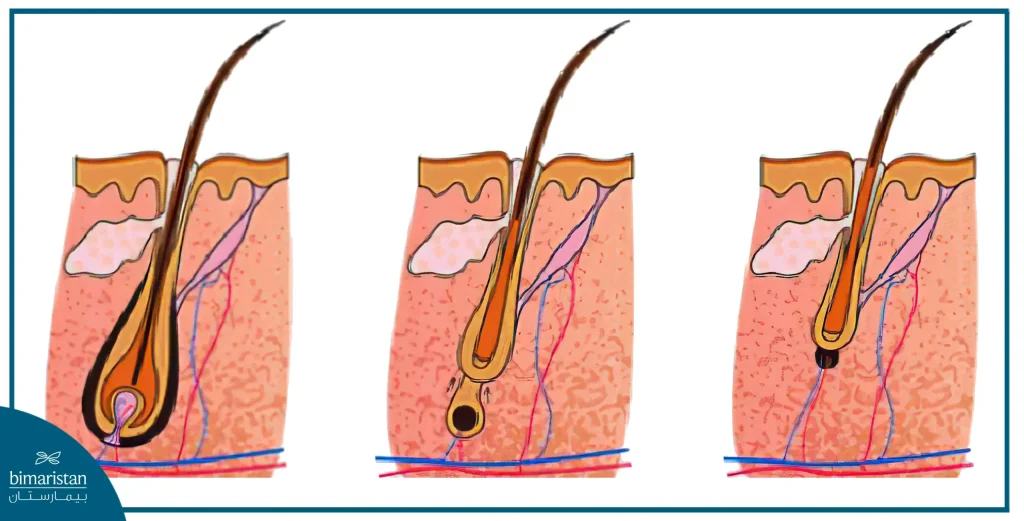 Hair Life Cycle