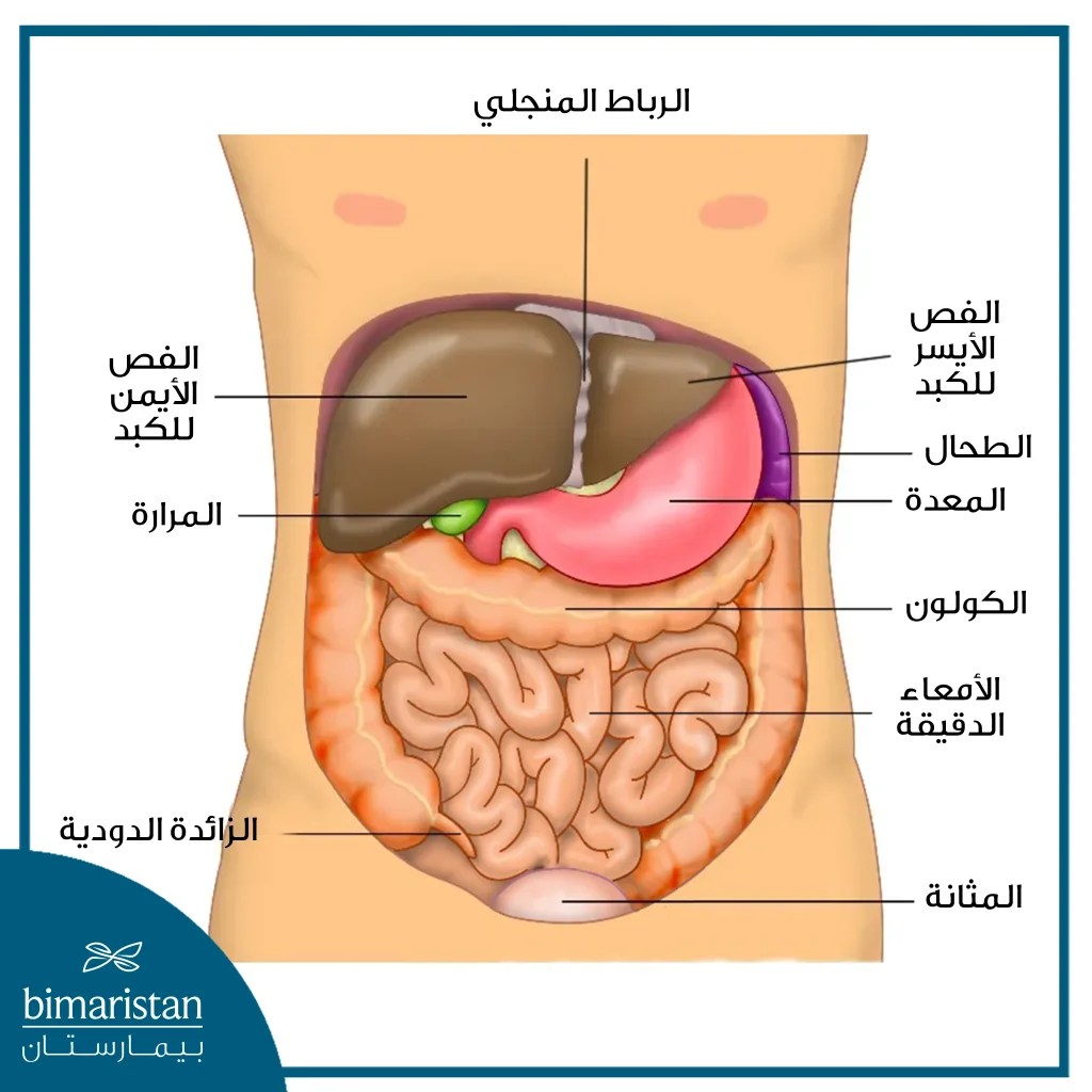 صورة ترسيمية توضح موقع الكبد في البطن