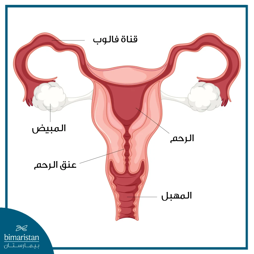 صورة للجهاز التناسلي الأنثوي ولمحة عن مكوناته