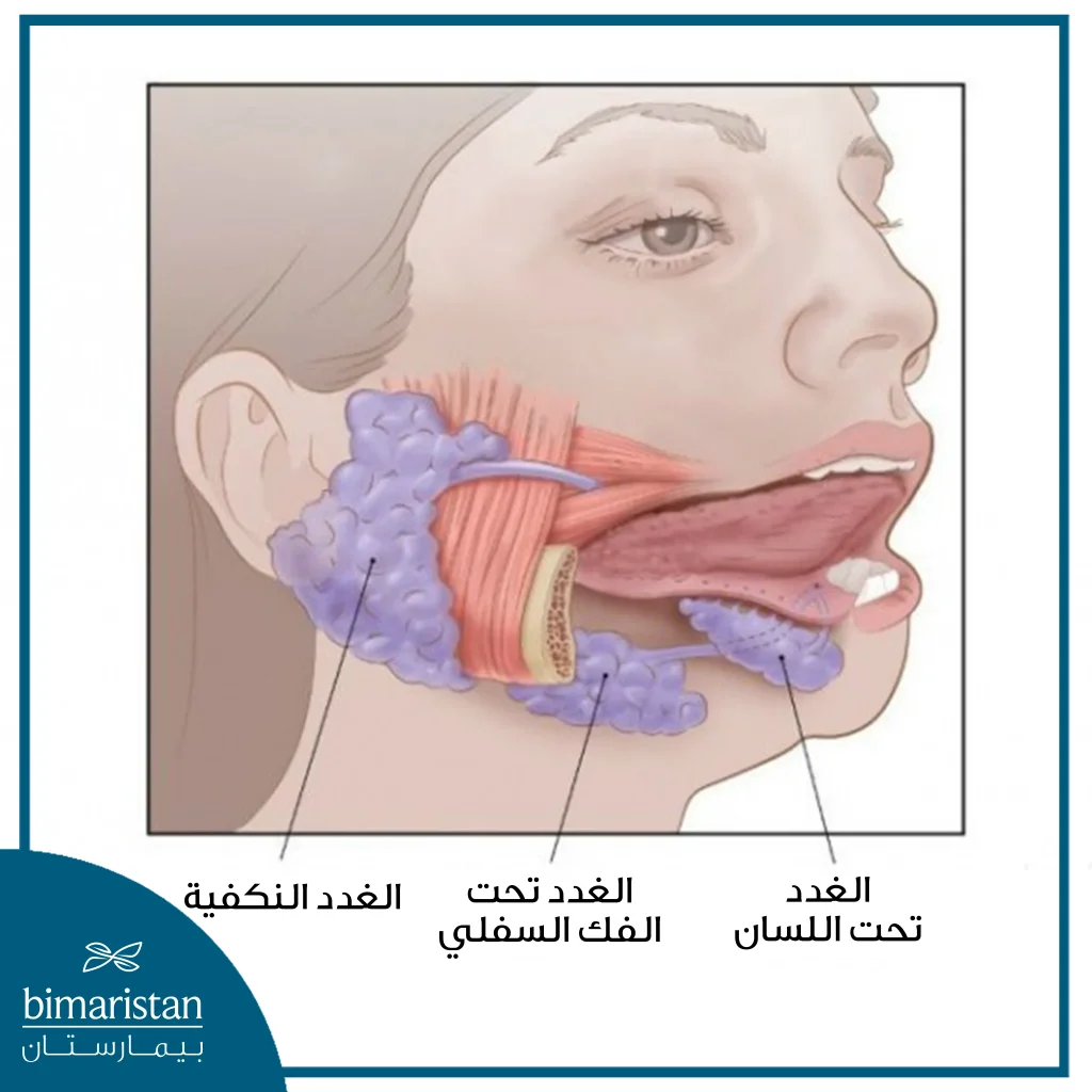 تضم الغدد اللعابية الرئيسية (الكبيرة) ثلاثة أزواج من الغدد هي: الغدتان النكفيتان - الغدتان تحت الفك - الغدتان تحت اللسان