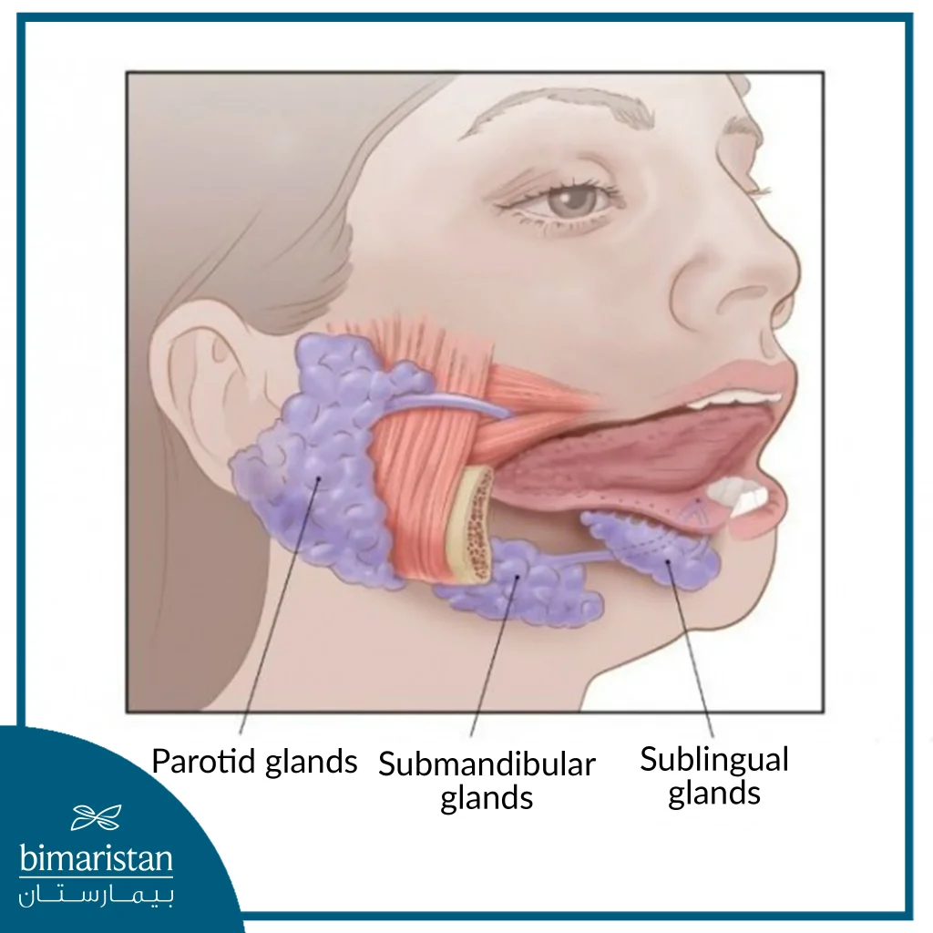 The Major (Large) Salivary Glands Include Three Pairs Of Glands: The Parotid Glands - The Submandibular Glands - The Sublingual Glands