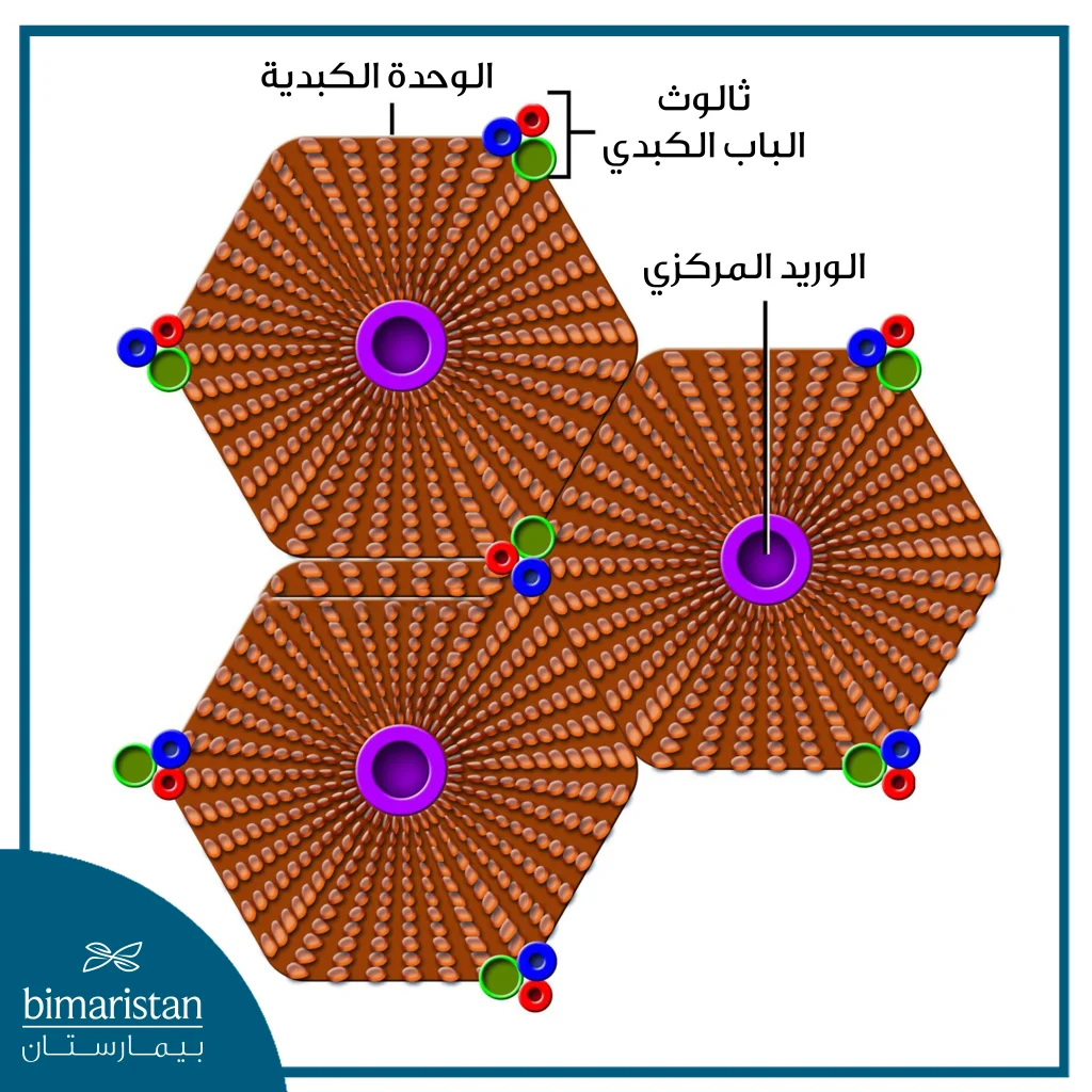 صورة توضح البنية المجهرية للوحدات الكبدية