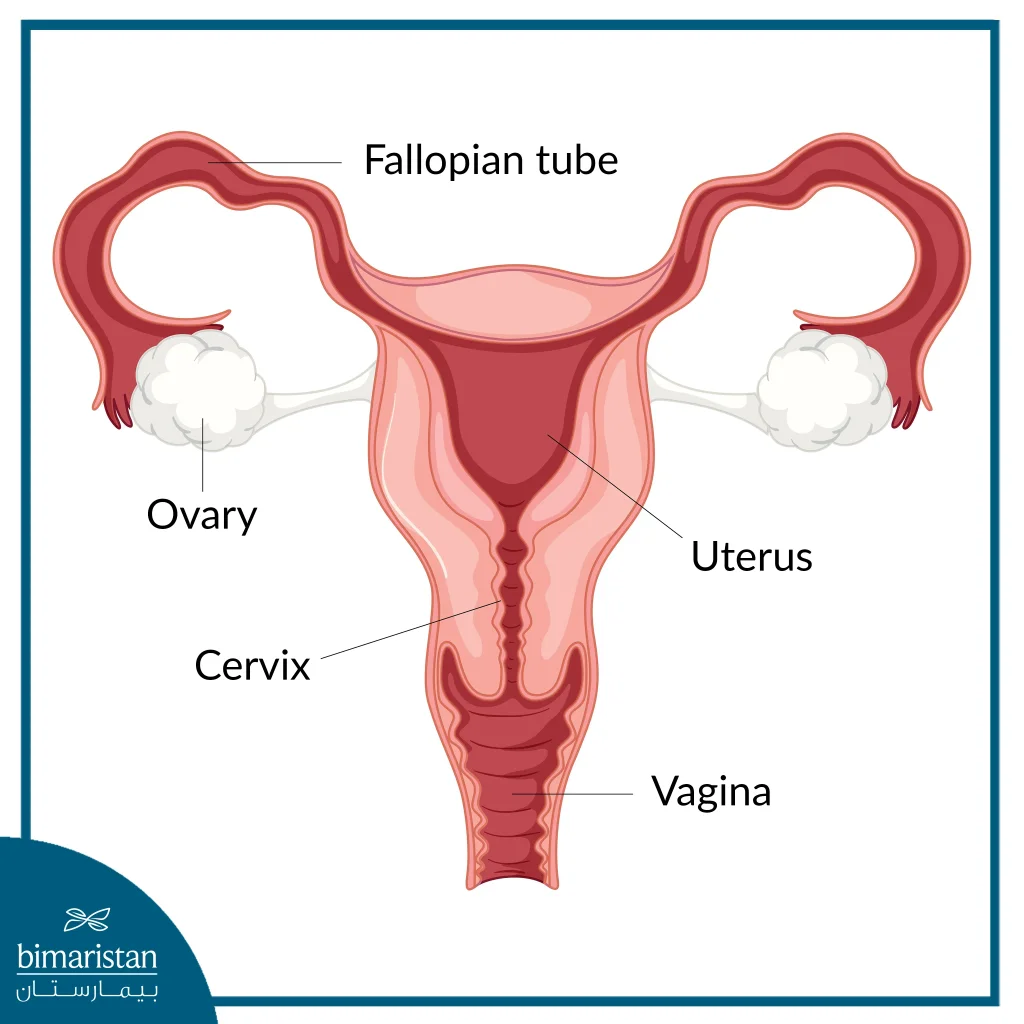 Image Of The Female Reproductive System And An Overview Of Its Components

