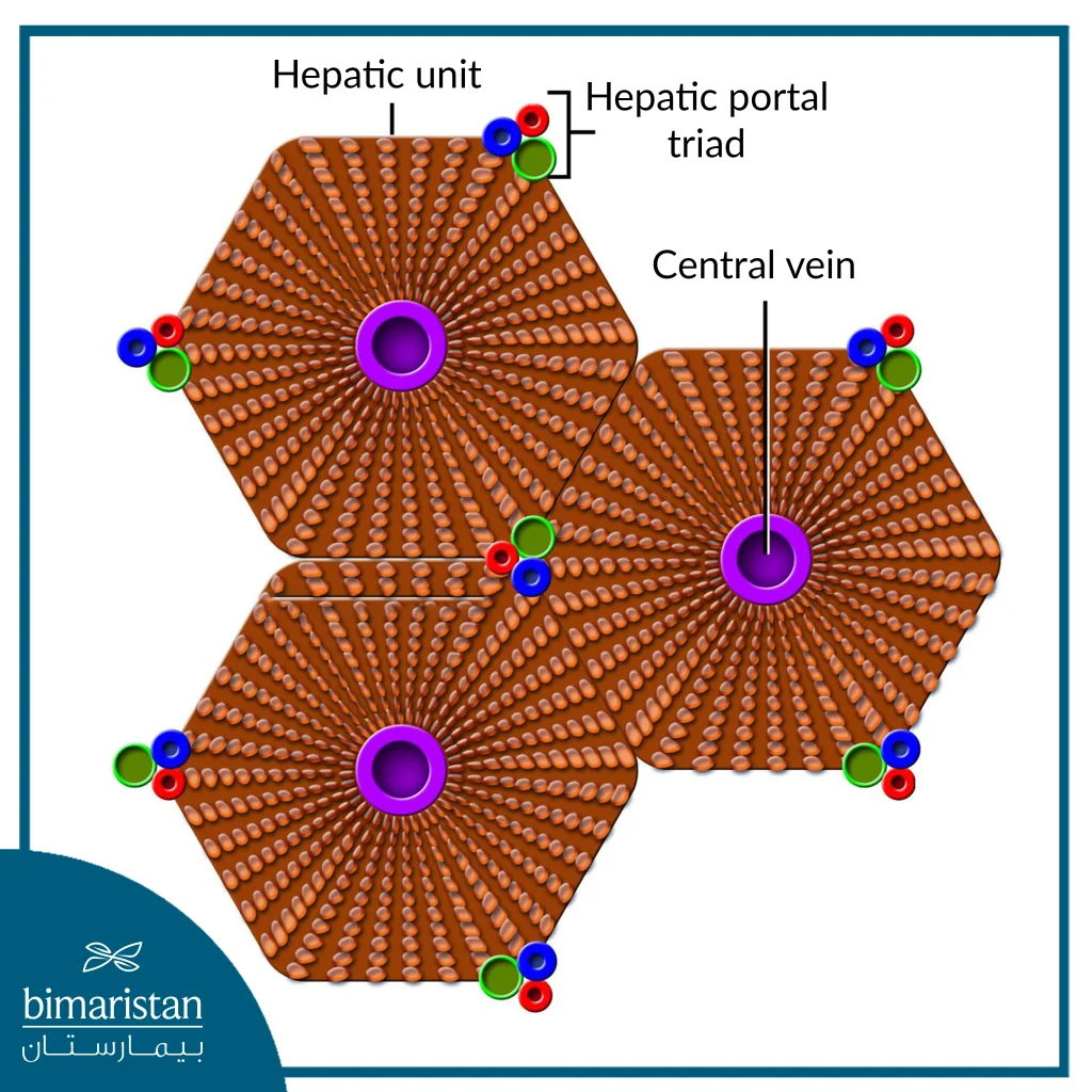 Image Showing The Microscopic Structure Of Liver Units