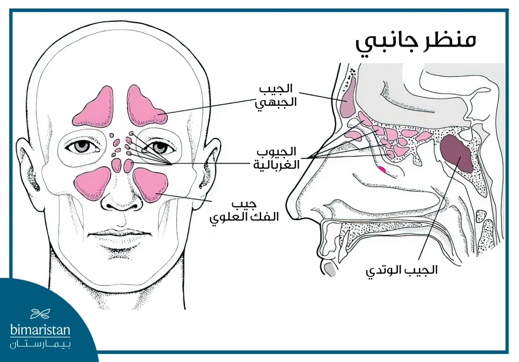 صماخات الأنف