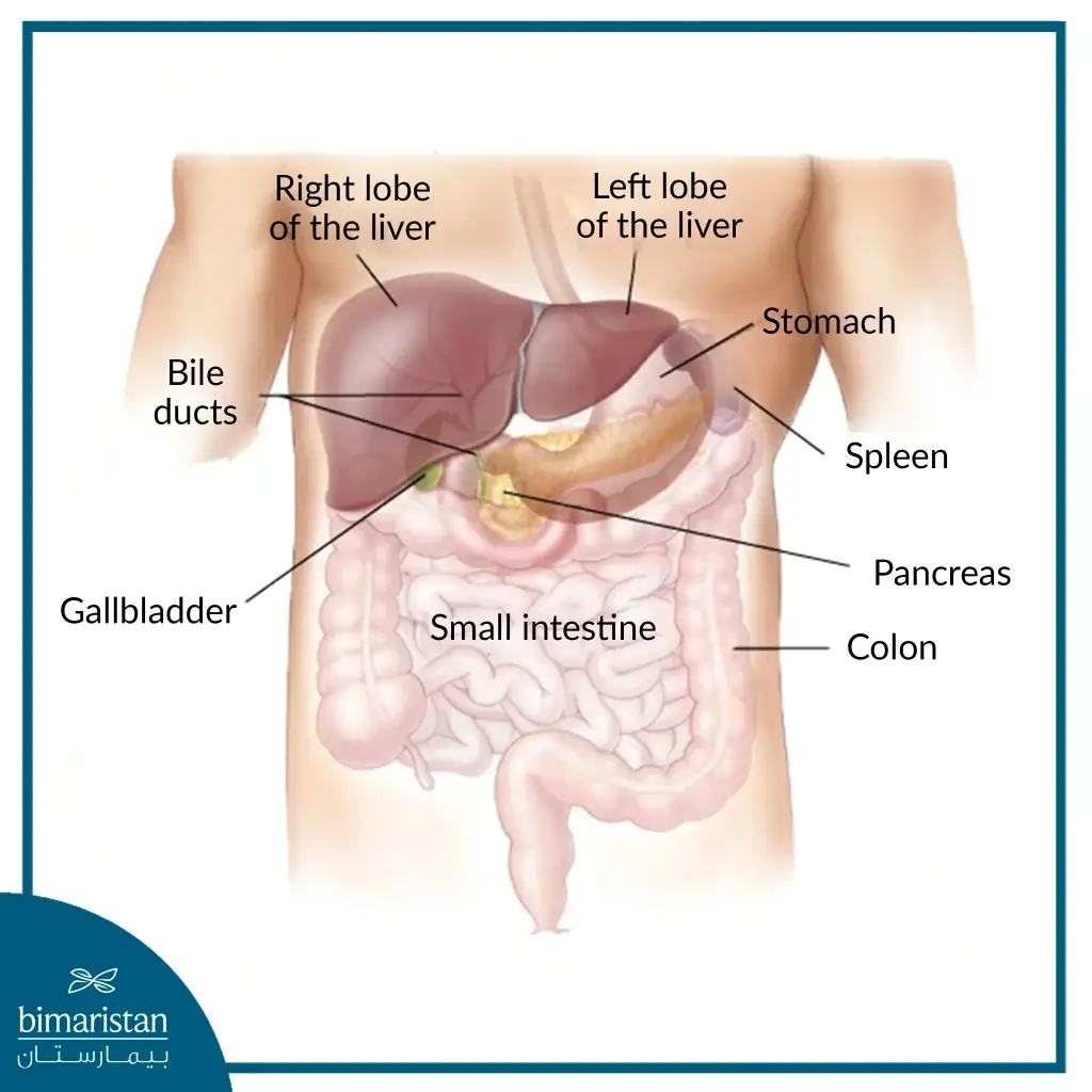 Image Of The Abdominal Organs And The Location Of The Liver