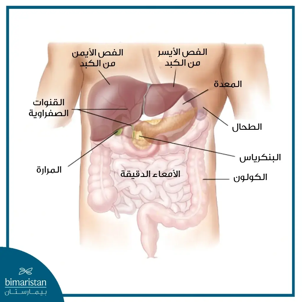 صورة لأعضاء البطن وموضع الكبد منها
