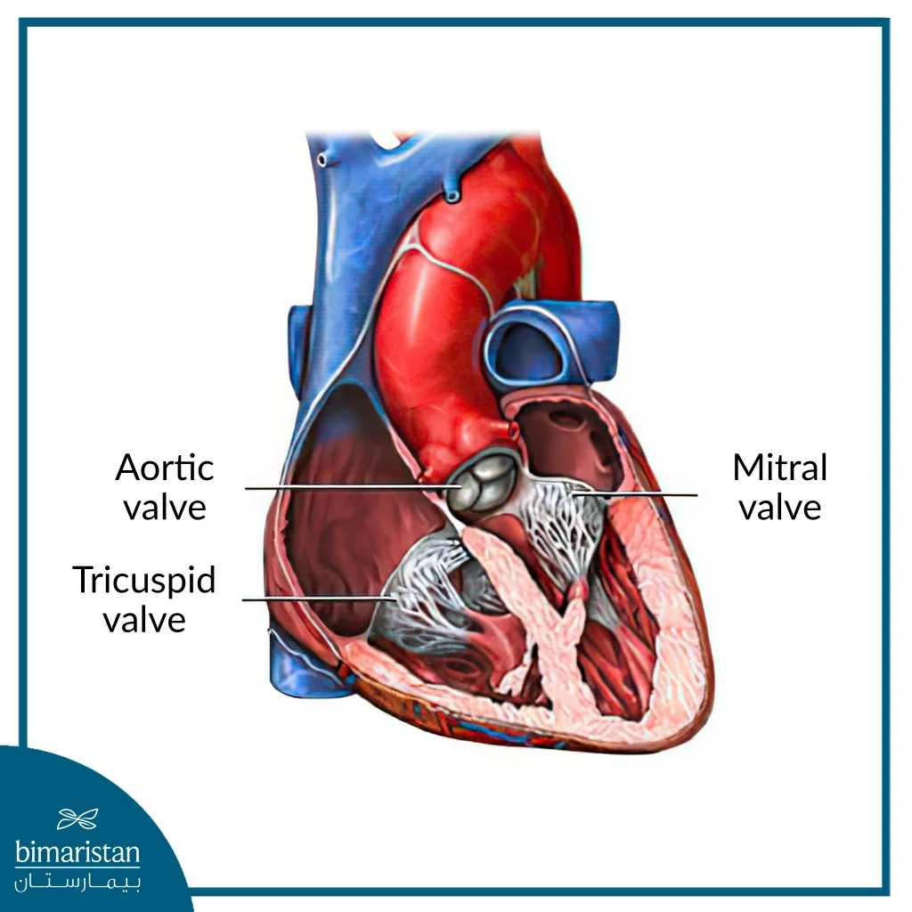 Image Of Heart Valves