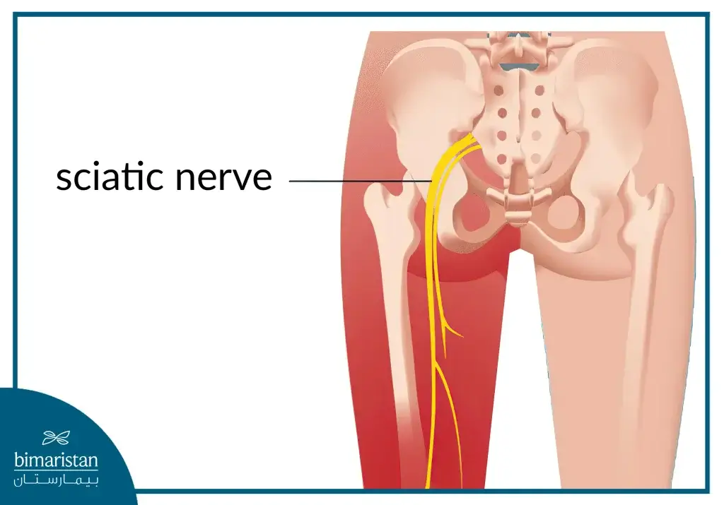 Sciatic Nerve