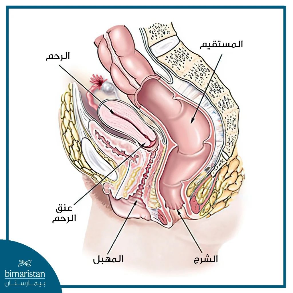 تشريح الحوض الأنثوي، يظهر موقع المهبل (Vagina) بالنسبة للجسم