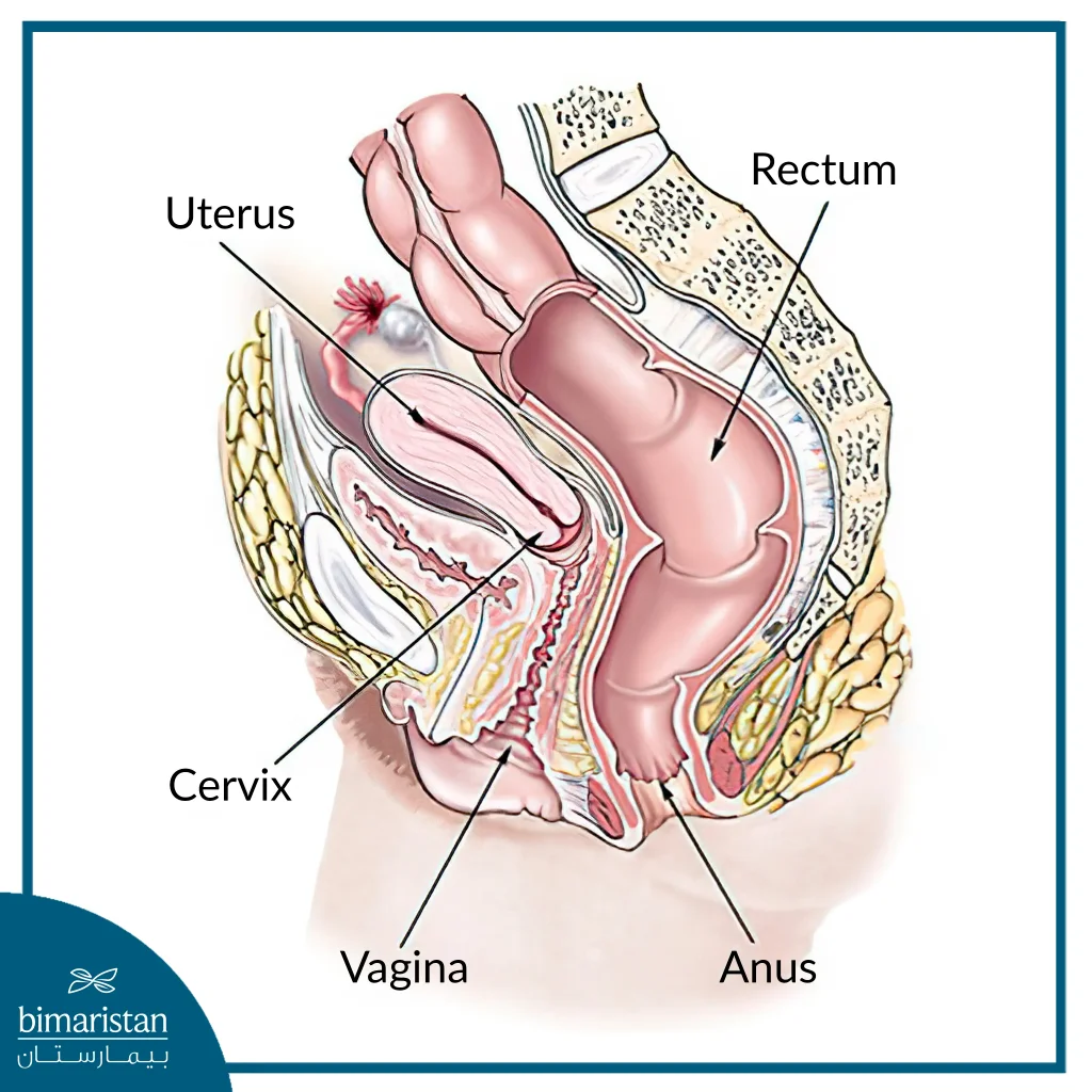 Female Pelvic Anatomy, Showing The Location Of The Vagina In Relation To The Body.