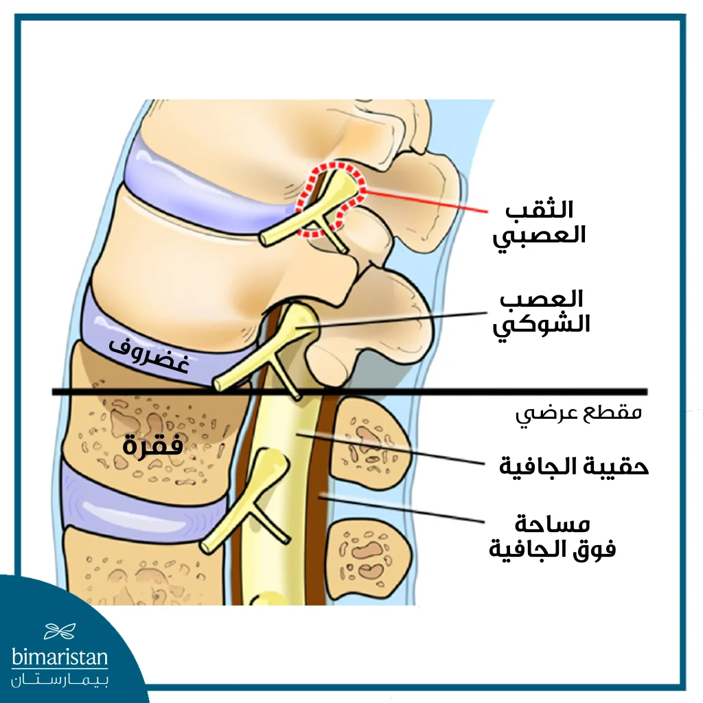 مقطع عرضي توضيحي للعمود الفقري