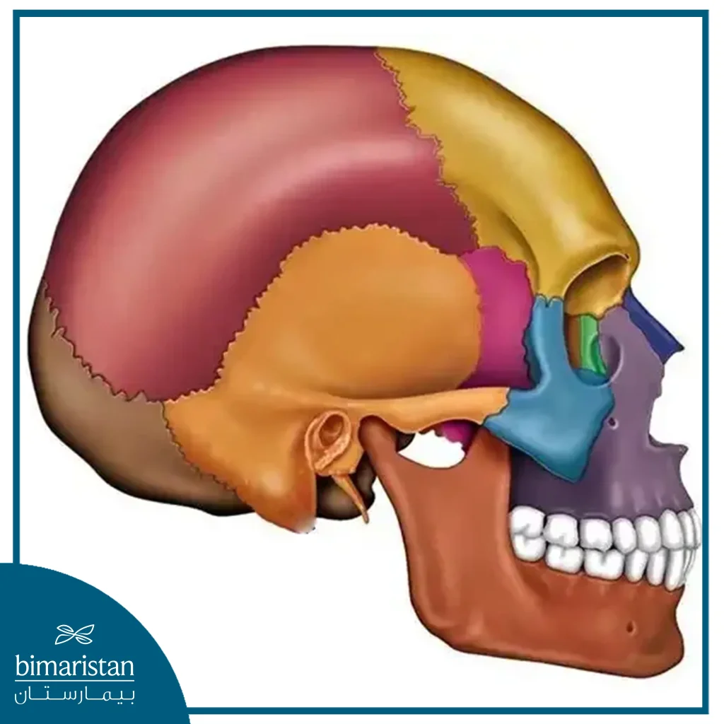 The Mastoid Bone Is A Part Of The Temporal Bone Located Behind The Ear