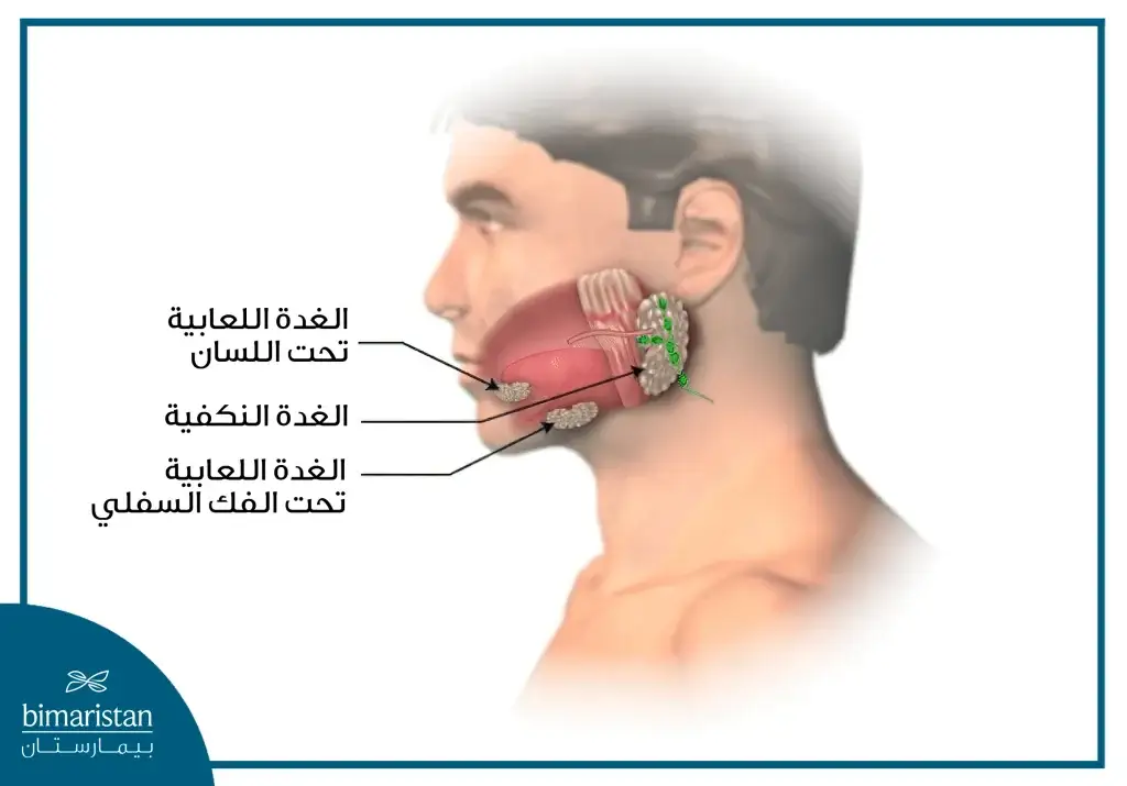 موقع الغدد اللعابية الرئيسية